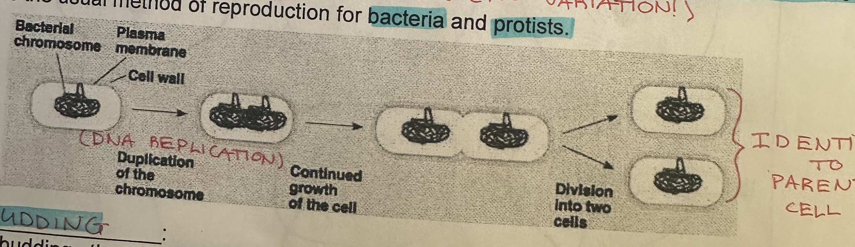<p>Simplest, organism splits into two equal-size IDENTICAL offsprings. Used by bacteria and protists.</p>