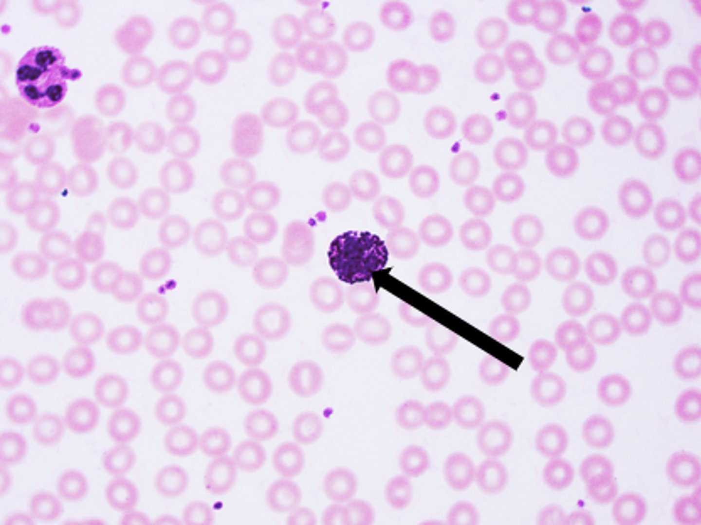 <p>name the structure</p>