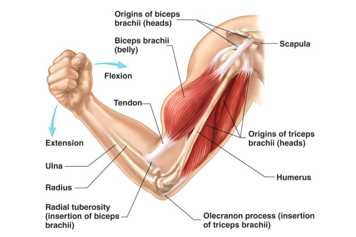 Arm Muscles