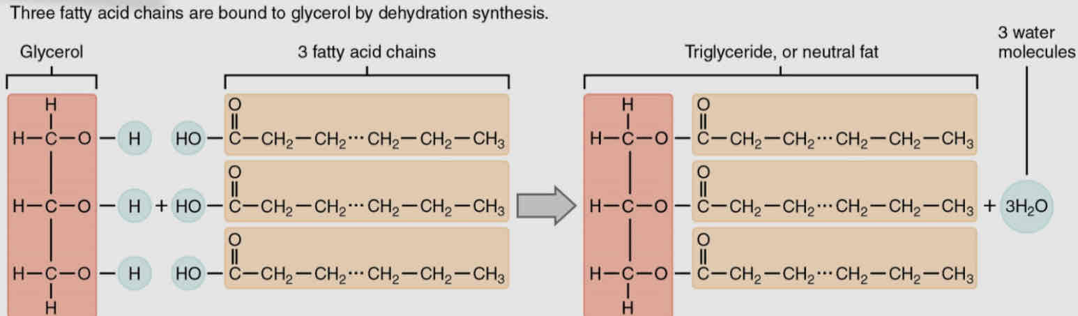 <ul><li><p>Triglycerides consist of a glycerol molecule covalently bonded to 3 fatty acids</p></li><li><p><strong>Glycerol</strong> - organic compound with 3 carbon atoms, while fatty acids have a long chain of hydrocarbons with an acidic carboxyl group on the end</p></li><li><p>Each fatty acid is covalently bonded to one of the 3 oxygen atoms of the glycerol mlc through dehydration syn. - produce 3 mlc of water</p><p></p></li></ul><p></p>