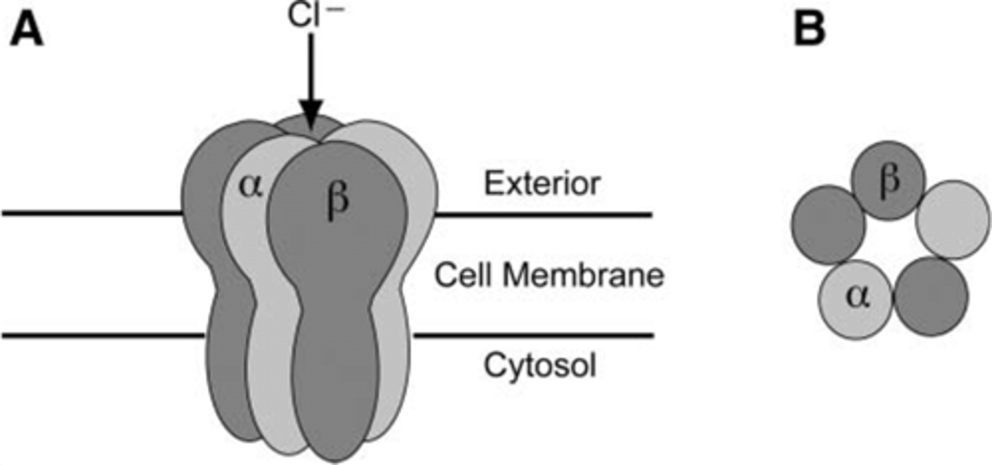 <p>- Glycine is a major neurotransmitter in brain and spinal cord<br>- Integral ion channel<br>- Pentameric receptor<br>- Enables influx of chloride<br>- Causes hyperpolarization</p>