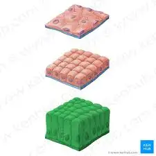 <p>What is the general category for this tissue?</p>