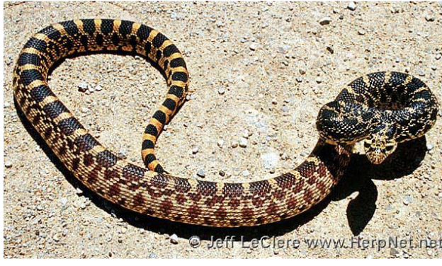 <p>gopher/bull snake </p><ul><li><p>white @neck, yellow/brown @mid, yellow tail, belly white/yellow with brown square/spots</p></li><li><p>saddles with <strong>3 color regions, labials are barred</strong></p></li><li><p>side scales tipped with brown/black</p></li><li><p>scales <u>keeled,</u> anal plate <u>undivided</u></p></li></ul><p></p>