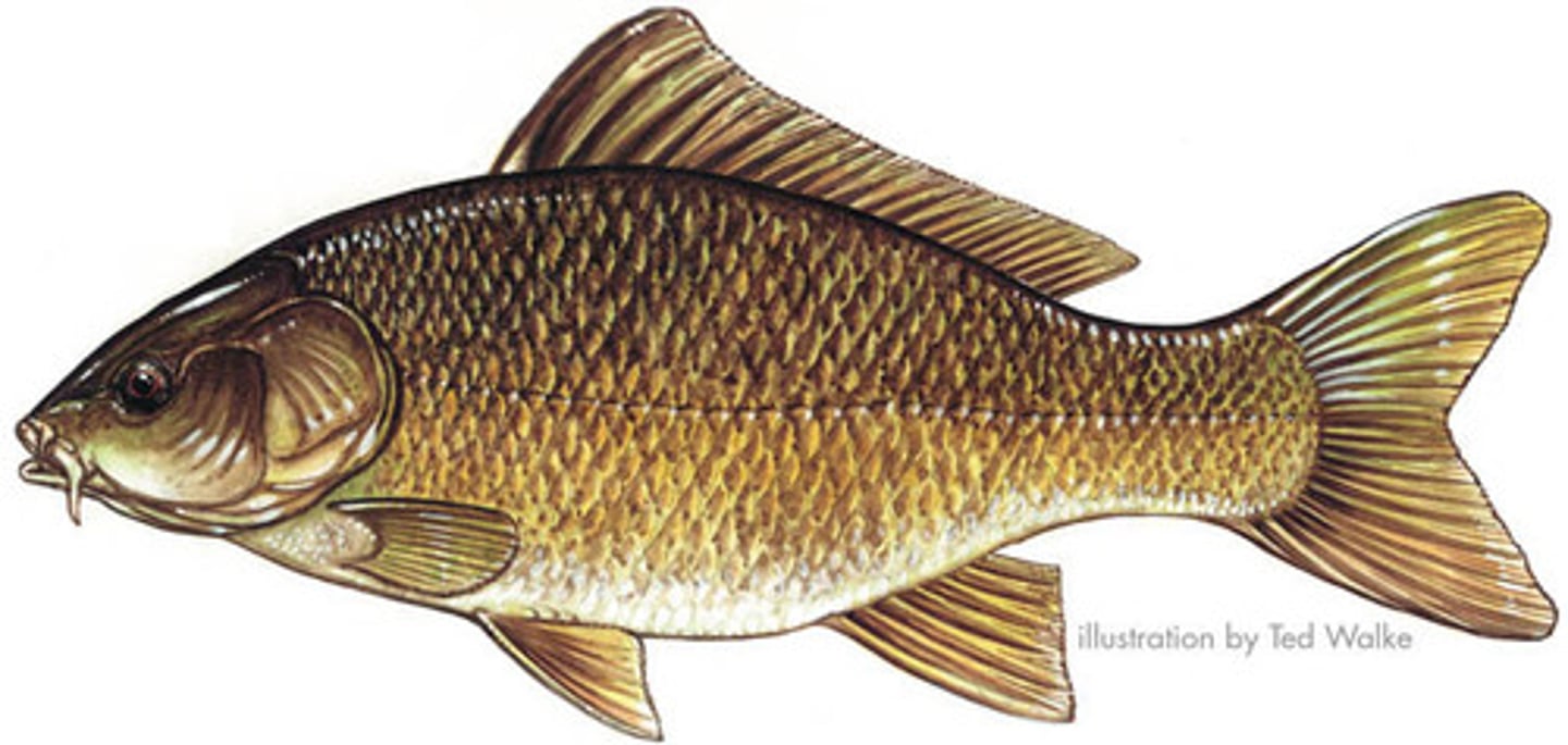 <p>n • /kɑːp/ • A freshwater fish often kept in ponds. • Cá chép • "In many cultures, the carp symbolizes strength and perseverance."</p>