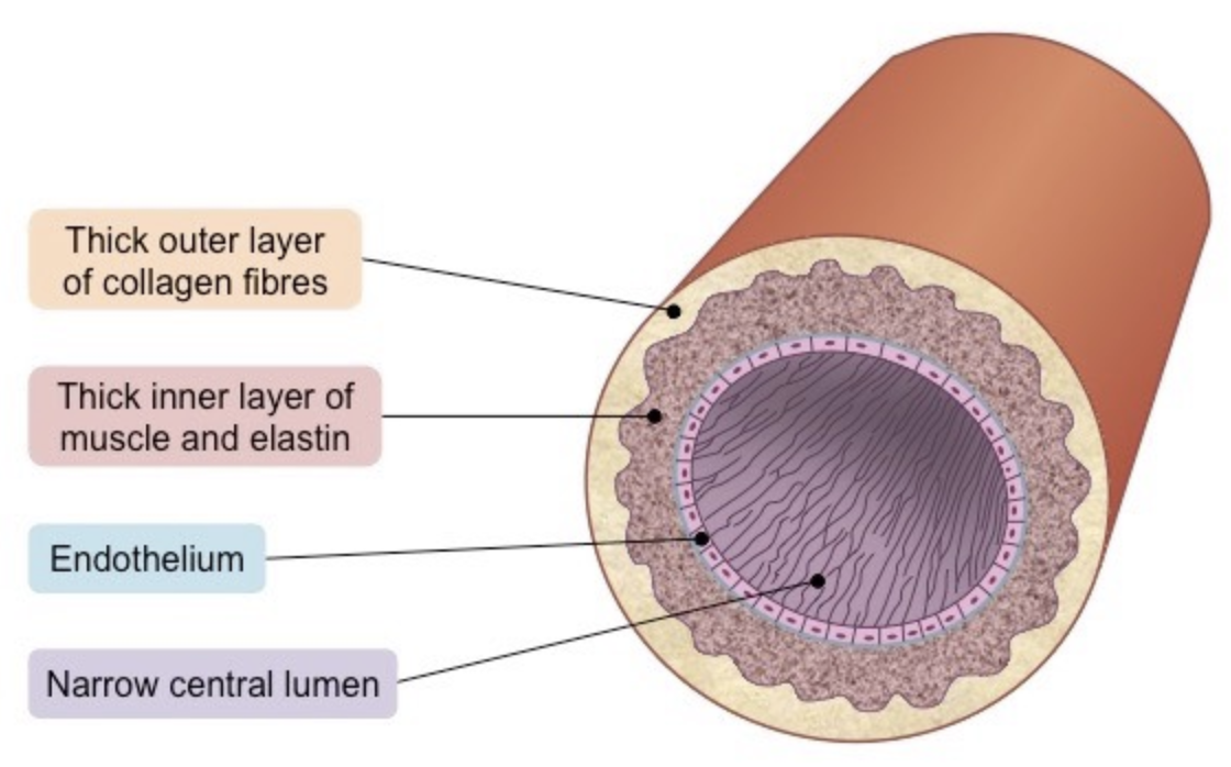 <ul><li><p>narrow lumen (relative to wall thickness) to maintain high blood pressure</p></li><li><p>thick wall containing an outer layer of collagen to prevent artery from rupturing under high pressure</p></li><li><p>the arterial wall contains an inner layer of muscle and elastic fibers to maintain pulse flow (allows it to contract and stretch)</p></li></ul>