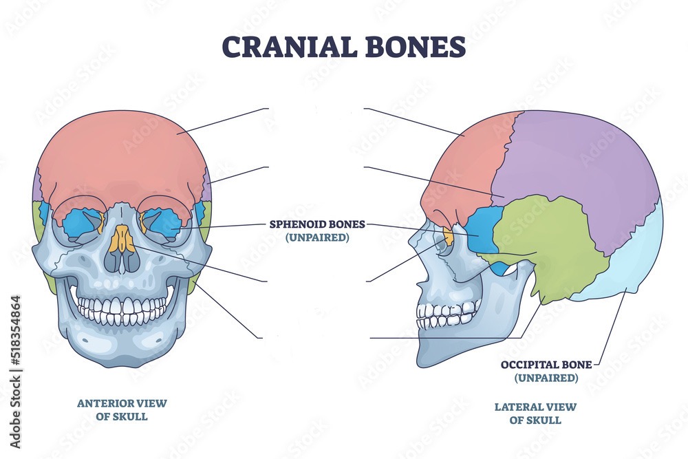 <p>Sphenoid bone </p>