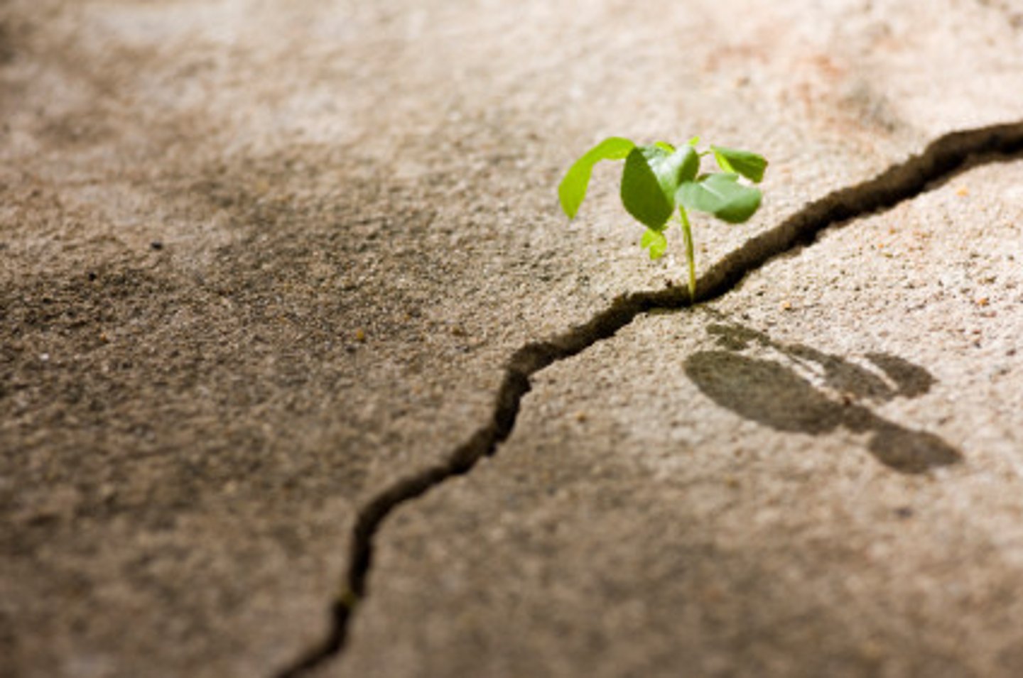 <p>(adj.) tough, able to endure difficult conditions</p>