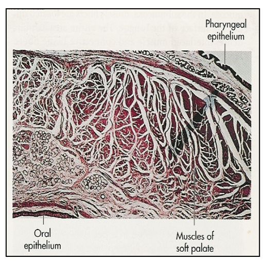 <ul><li><p>Non-keratinized stratified squamous epithelium</p></li><li><p>Lamina propria → highly vascularized</p></li><li><p>Submucosa → contains muscles of the soft palate and mucous glands (minor salivary glands) </p></li></ul><p></p>