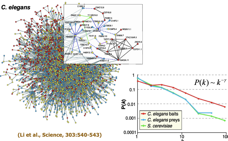 <p>Small-world property </p><p>Scale-free networks </p><p>Power-law degree distribution</p>