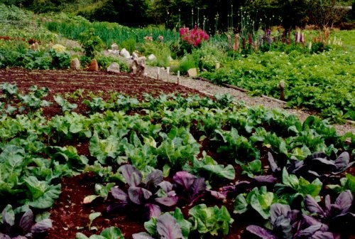 <p>a vegetable garden</p>