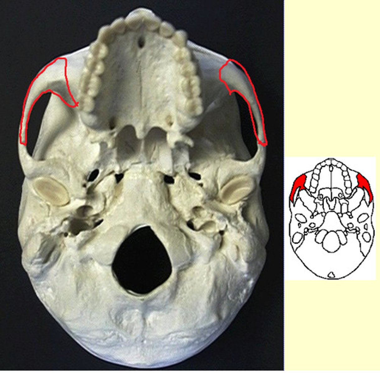 knowt flashcard image