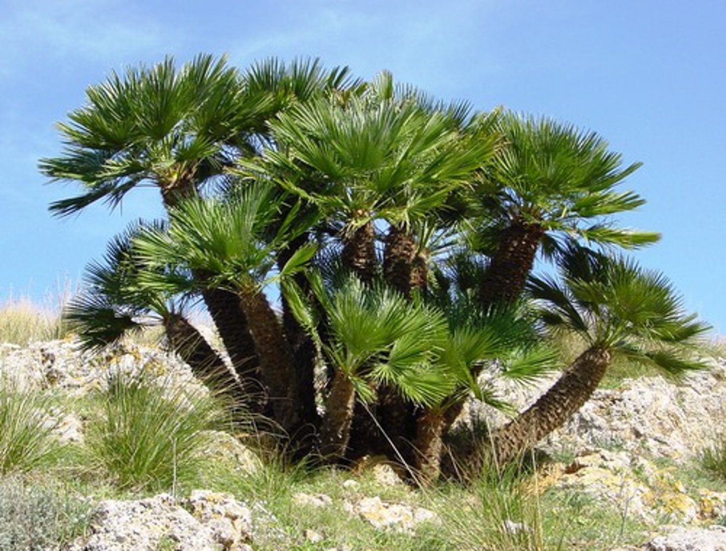 <p>Mediterranean Fan Palm</p>