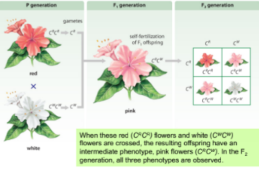 <p><span style="color: yellow;"><span>Neither </span></span>of <span style="color: yellow;"><span>two alleles </span></span>for the <span style="color: yellow;"><span>same gene </span></span>can <span style="color: yellow;"><span>completely conceal </span></span>the <span style="color: yellow;"><span>eachothers presence</span></span></p>