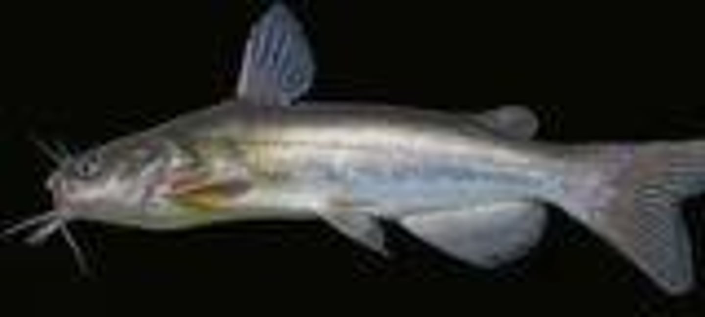 <p>Channel catfish (Ictalurus punctatus)</p>