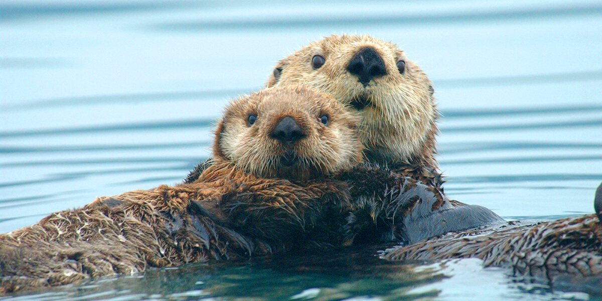 <p>Sea Otter</p>