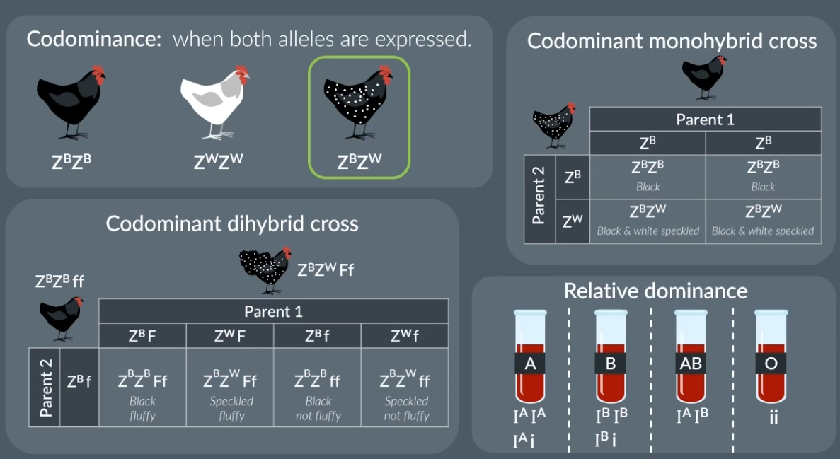 <ul><li><p>When both alleles are expressed, as both are dominant.</p></li></ul><p></p>