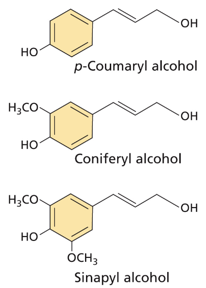 <p>lignin is a - polymer built from -</p><ul><li><p>cells secrete monolignol glucosides into -</p></li><li><p>glucoside removed by -</p></li><li><p>monolignol polymerization occurs </p></li></ul>