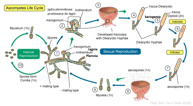 <p>-strzępki spotykają się<br>-zachodzi gametangiogamia - powstaje strzępka dikariotyczna<br>-na końcu strzępki do chodzi kariogamii <br>-mejoza + mitoza = 8 akrospor</p>