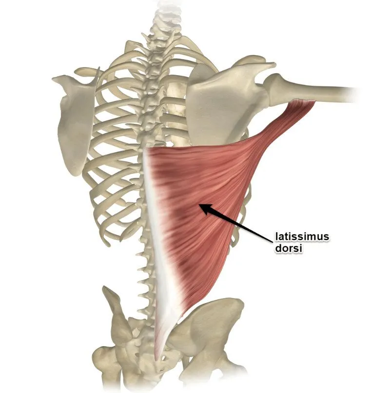<p>one of the largest muscles of the back, stretching across the lower posterior thorax. Its primary function is in upper extremity movement.</p>
