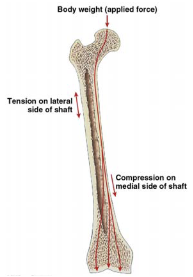 <p>the epiphysis (which is composed of spongy bone)</p>