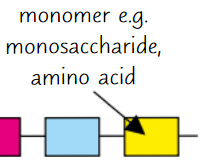 <p><strong>Small</strong>, <strong>basic</strong> <strong>molecular units</strong></p>