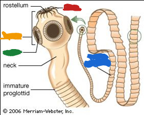<p>Tapeworm Anatomy: What is the <em>YELLOW </em>part called?</p>