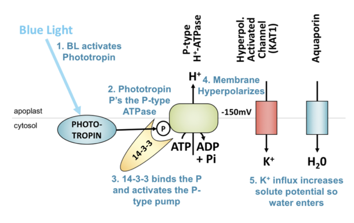 <ol><li><p>Phototropin mediates phosphorylation of C-terminal domain</p></li><li><p>Domain is <strong>displaced</strong> from catalytic site</p></li><li><p>14-3-3 regulatory protein binds to phosphorylated domain</p></li><li><p>Makes sure it stays phosphorylated</p><ul><li><p>keeps the proton pump activated</p></li></ul></li><li><p>So proton pump can power the opening of the stomata etc</p></li></ol><p></p>