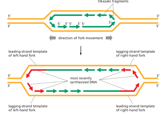 <p>short length of DNA, including an RNA primer, produced on lagging strand during DNA replication. </p><ul><li><p>the discontinuous strands then joined together by DNA ligase </p></li></ul><p></p>