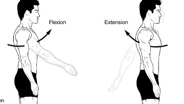<p>muscles involved in shoulder flexion </p>