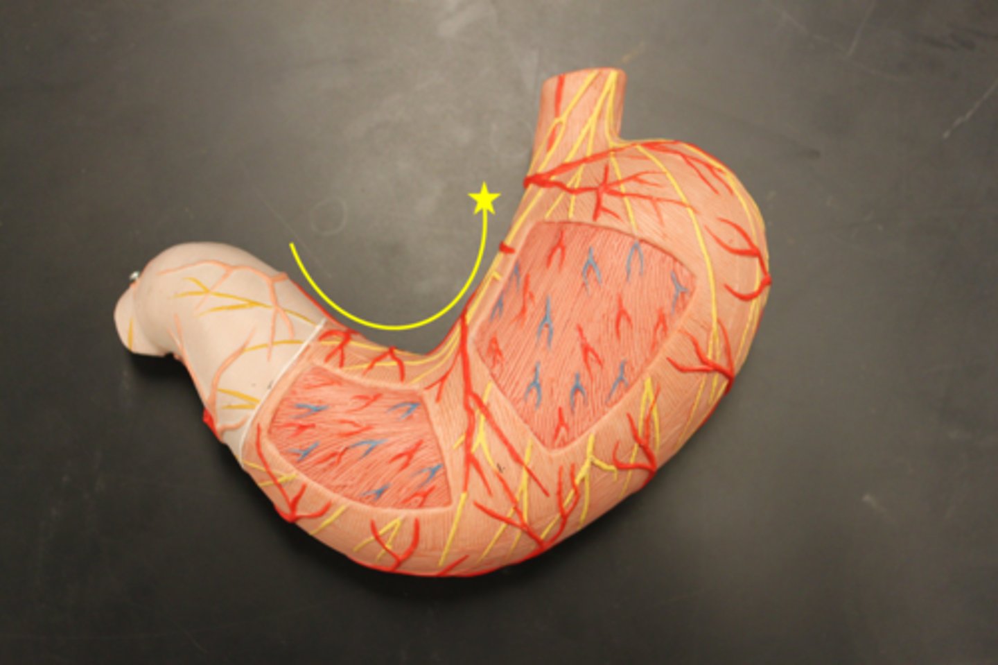 knowt flashcard image