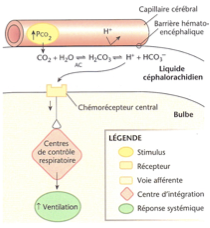 <p><span>→ Le CO₂ diffuse du sang vers le LCR</span><br><span>→ Il est transformé par </span><strong>l’anhydrase carbonique</strong><span> en </span><strong>acide carbonique (H₂CO₃)</strong><br><span>→ Qui se dissocie en </span><strong>H⁺ et HCO₃⁻</strong><br><span>→ Les </span><strong>H⁺</strong><span> ainsi formés stimulent les </span><strong>chémorécepteurs centraux</strong><br><span>→ Le </span><strong>centre respiratoire</strong><span> est alors stimulé et la </span><strong>respiration augmente</strong></p>