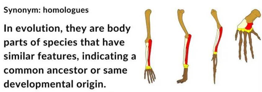 <p>anatomical features in different species that share a common ancestry, even though they may serve different functions. These structures provide evidence for evolution, showcasing how species can diverge from a common ancestor while adapting to various environments. The similarities in their underlying anatomy highlight the concept of descent with modification.</p>