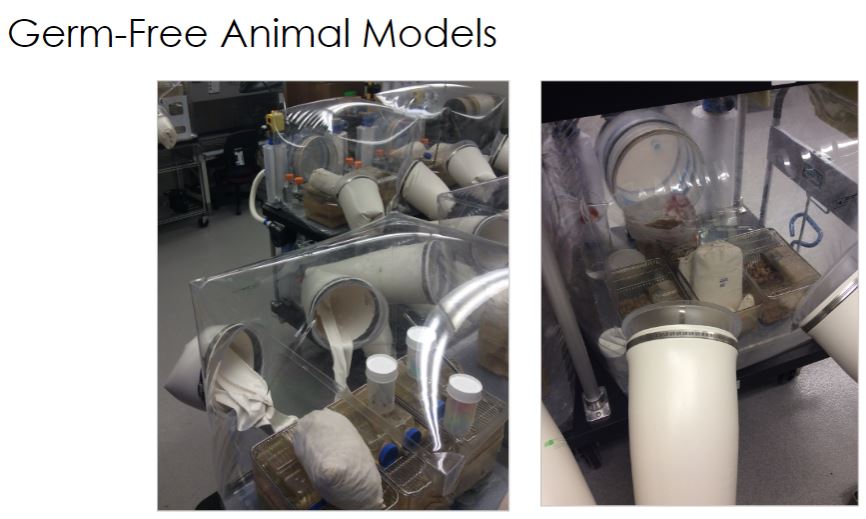 <p>This machine facilitates mice that have never been exposed to microbes. Other samples that can be used are fruit flies, zebra flies, hamsters, rats (tough), ferrets and calfs. So these blank slate of microbes are used to be able t manipulate the microbe community and be able to observe changes.</p>