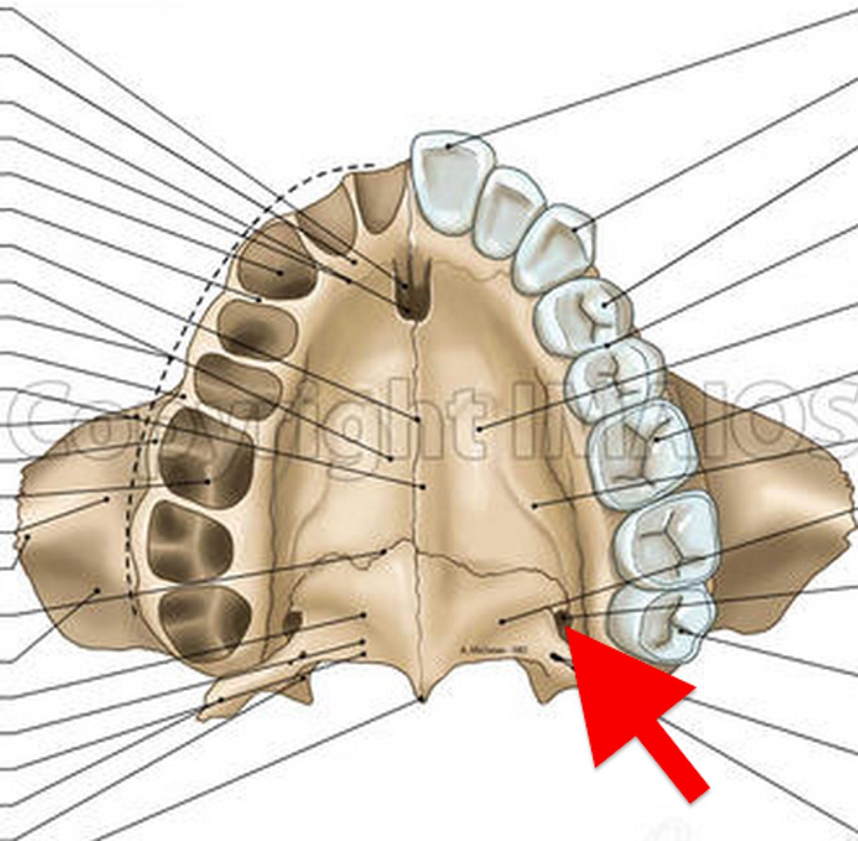 <p>big hole by back of molars</p>