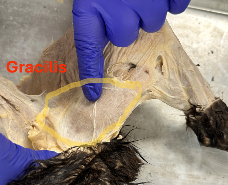 <p>Gracilis (<span style="line-height: 36px;">gruh·<strong>si</strong>·luhs) look for video how to pronounce,, (Anterior hind limb muscles)</span></p>