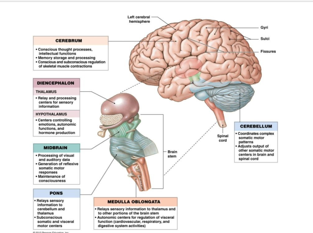 <p>Identify the function of each brain region: Cerebrum, Diencephalon (Thalamus and Hypothalamus), Midbrain, Pons, Medulla Oblongata, and Cerebellum.</p><p></p>