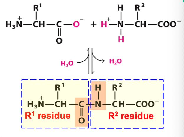one H2O molecule is lost in forming peptide bond

what remains of each AA is called a residue

N-terminus (written on left) and C-terminus (written on right) are unmodified -NH2 and -COOH

peptides formation is by ribosomes