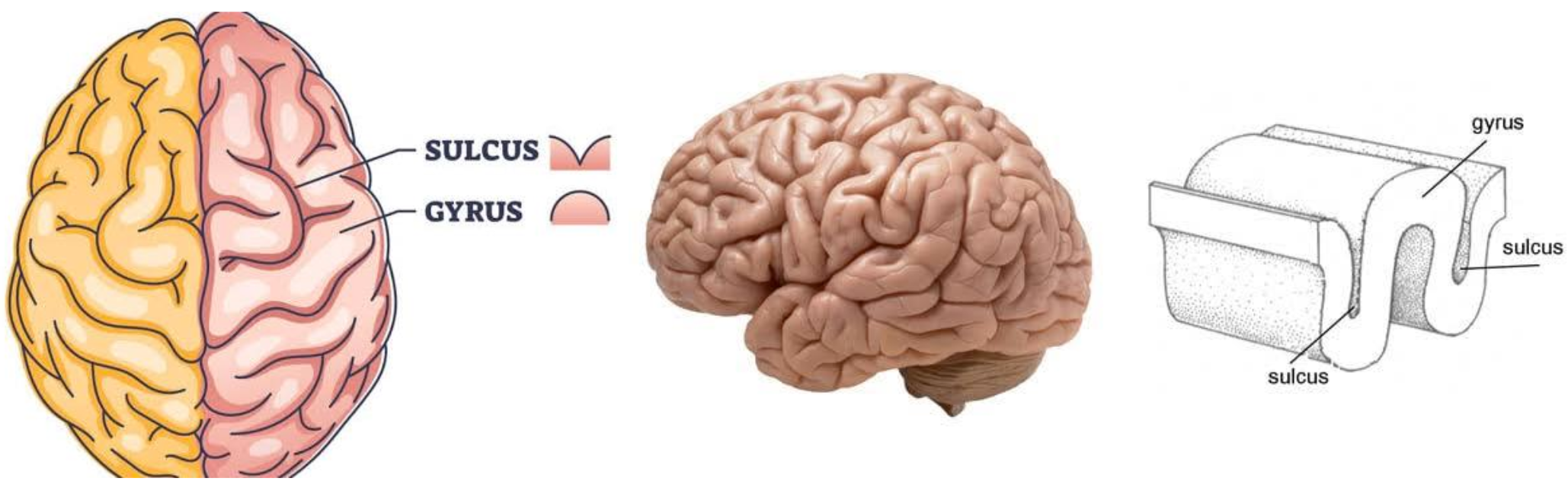 <ul><li><p>largest part of brain</p></li><li><p>left and right hemispheres, connected by <strong>corpus callosum</strong></p></li><li><p>surface covered in ridges (gyri), grooves (sulci), and deeper grooves (fissures) <sub><sup>(see pic)</sup></sub></p></li><li><p>4 lobes (frontal, parietal, temporal, occipital) <sub><sup>(names from parts of skull protecting them)</sup></sub></p></li></ul><p></p>