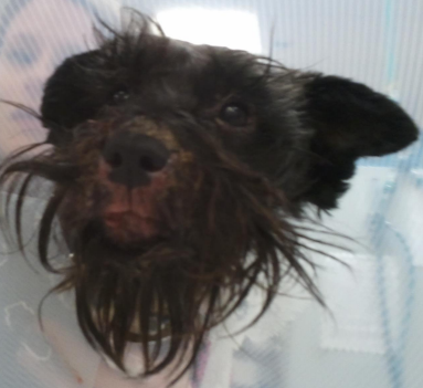 <ul><li><p><span style="color: rgb(136, 136, 136);"><strong>Et: </strong></span>“Juvenile pyoderma, Puppy strangles Juvenile sterile granulomatous dermatitis and lymphadenitis”</p></li><li><p><span style="color: rgb(136, 136, 136);"><strong>Sig: </strong></span><strong><u>puppies</u></strong> (3w-4m), Goldens, Dachshunds, Gordon Setters</p></li><li><p><span style="color: rgb(136, 136, 136);"><strong>Cs:</strong></span> inflam, pustules, <strong>draining tracts(trunk)</strong>, crusts, <strong>lymphadenopathy,</strong> systemic dx</p><ul><li><p>Face, ears, joints, submandibular LN</p></li></ul></li><li><p><span style="color: rgb(136, 136, 136);"><strong>Dt:</strong> </span>cytology/biopsy → negative </p></li><li><p><span style="color: rgb(136, 136, 136);"><strong>Tx: </strong></span>glucocorticoids → immuno dose</p></li></ul><p></p>