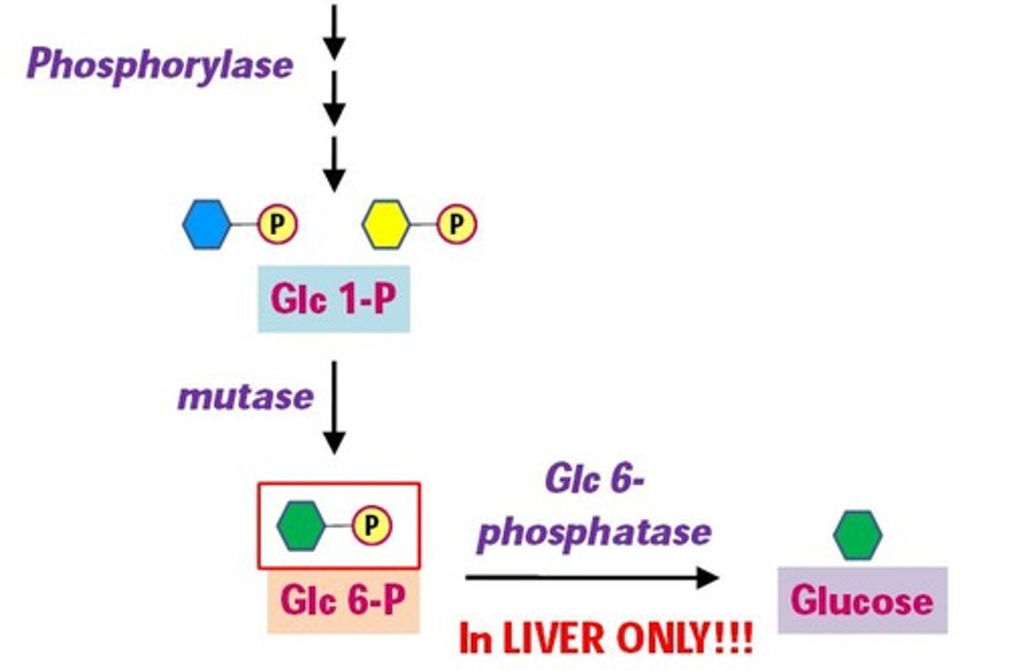 <p>It is dephosphorylated to free glucose, which can enter the bloodstream.</p>