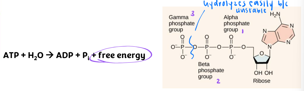 <ul><li><p><span>ΔG = -7.3 kcal/mol (nearly double in cells)</span></p></li><li><p><span>ATP is unstable and hydrolyzes quickly</span></p></li><li><p><span>energy lost as heat if not coupled to endergonic reaction</span></p></li><li><p><span>when coupled with an endergonic reaction much of the energy can be transferred to drive that reaction</span></p></li><li><p><span>ATP hydrolysis is reversible</span></p></li></ul><p></p>