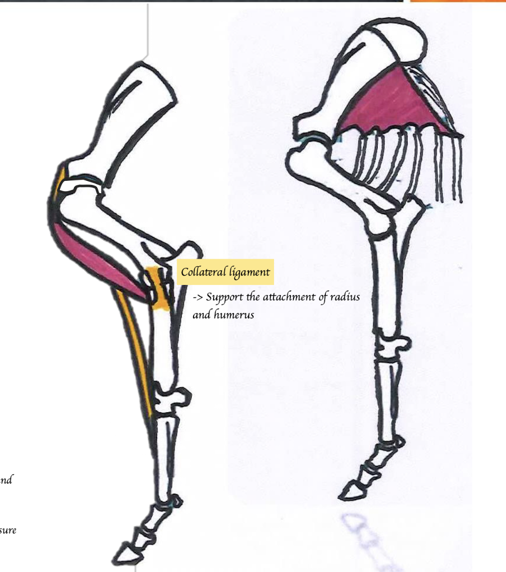 <p>Shoulder: </p><ul><li><p>Biceps brachii tendon</p></li></ul><p></p><p>Elbow:</p><ul><li><p>Collateral ligament (between humerus and radius and ulna) → Support the attachment of radius and humerus</p></li></ul><p></p><p>Carpus: </p><ul><li><p>Lacertus fibrosus </p><ul><li><p>Connect the biceps to the extensor carpi radialis </p></li><li><p>If one joint is extended, the other joint atomically become extended e.g. shoulder joint is extended, it pulls the carpal joint to be extended</p></li></ul></li></ul><p></p>