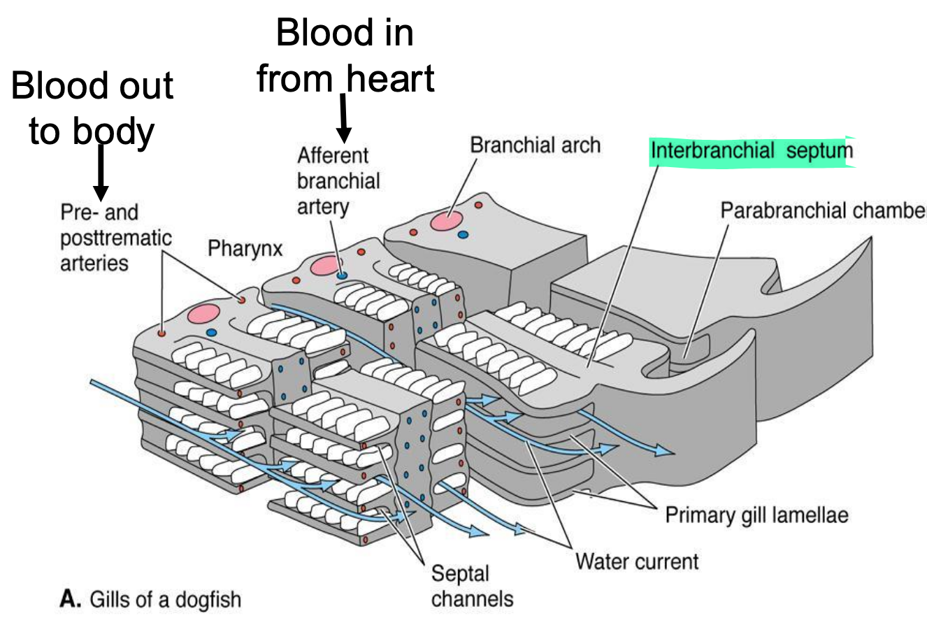 <p>plates of tissue between pouches</p>