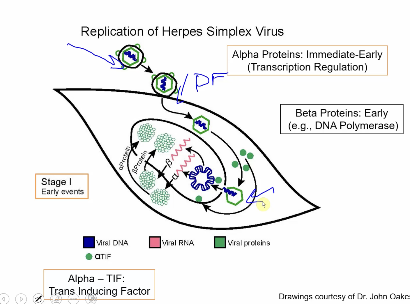 <p>Alpha proteins (transcription regulation)</p><p>Beta proteins (DNA polymerase)</p>