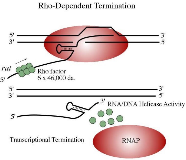 <ul><li><p class="Paragraph SCXO235491264 BCX4" style="text-align: left;"><span style="background-color: inherit; line-height: 19.55px; color: windowtext;"><span>Bacteria sense their environment to ensure their 'transcriptome' is optimal for their environment</span></span><span style="line-height: 19.55px; color: windowtext;"><span> </span></span></p></li><li><p class="Paragraph SCXO235491264 BCX4" style="text-align: left;"><span style="background-color: inherit; line-height: 19.55px; color: windowtext;"><span>There are 3 major stages of transcription, all of which can be regulated</span></span><span style="line-height: 19.55px; color: windowtext;"><span> </span></span></p><ul><li><p class="Paragraph SCXO235491264 BCX4" style="text-align: left;"><span style="background-color: inherit; line-height: 19.55px; color: windowtext;"><span>Initiation</span></span><span style="line-height: 19.55px; color: windowtext;"><span> </span></span></p><ul><li><p class="Paragraph SCXO235491264 BCX4" style="text-align: left;"><span style="background-color: inherit; line-height: 19.55px; color: windowtext;"><span>Requires a sigma factor that recognises the –10 and –35 region</span></span><span style="line-height: 19.55px; color: windowtext;"><span> </span></span></p></li><li><p class="Paragraph SCXO235491264 BCX4" style="text-align: left;"><span style="background-color: inherit; line-height: 19.55px; color: windowtext;"><span>It allows RNA polymerase to know where to initiate transcription</span></span><span style="line-height: 19.55px; color: windowtext;"><span> </span></span></p></li><li><p class="Paragraph SCXO235491264 BCX4" style="text-align: left;"><span style="background-color: inherit; line-height: 19.55px; color: windowtext;"><span>Opens DNA to enable transcription</span></span><span style="line-height: 19.55px; color: windowtext;"><span> </span></span></p></li><li><p class="Paragraph SCXO235491264 BCX4" style="text-align: left;"><span style="background-color: inherit; line-height: 19.55px; color: windowtext;"><span>Housekeeping sigma factor (transcription of key genes for bacterial cell function)</span></span><span style="line-height: 19.55px; color: windowtext;"><span> </span></span></p></li><li><p class="Paragraph SCXO235491264 BCX4" style="text-align: left;"><span style="background-color: inherit; line-height: 19.55px; color: windowtext;"><span>There are alternative sigma factors (e.g. stress responses)</span></span><span style="line-height: 19.55px; color: windowtext;"><span> </span></span></p></li></ul></li></ul></li></ul><ul><li><p class="Paragraph SCXO131699246 BCX4" style="text-align: left;"><span style="background-color: inherit; line-height: 19.55px; color: windowtext;"><span>Elongation</span></span><span style="line-height: 19.55px; color: windowtext;"><span> </span></span></p><ul><li><p class="Paragraph SCXO131699246 BCX4" style="text-align: left;"><span style="background-color: inherit; line-height: 19.55px; color: windowtext;"><span>Not at a uniform speed</span></span><span style="line-height: 19.55px; color: windowtext;"><span> </span></span></p></li><li><p class="Paragraph SCXO131699246 BCX4" style="text-align: left;"><span style="background-color: inherit; line-height: 19.55px; color: windowtext;"><span>Speed and pausing is determined by the DNA sequence being transcribed and RNA secondary structure</span></span><span style="line-height: 19.55px; color: windowtext;"><span> </span></span></p></li><li><p class="Paragraph SCXO131699246 BCX4" style="text-align: left;"><span style="background-color: inherit; line-height: 19.55px; color: windowtext;"><span>Proteins can be bound to the DNA to block transcription</span></span><span style="line-height: 19.55px; color: windowtext;"><span> </span></span></p></li></ul></li><li><p class="Paragraph SCXO131699246 BCX4" style="text-align: left;"><span style="background-color: inherit; line-height: 19.55px; color: windowtext;"><span>Termination </span></span><span style="line-height: 19.55px; color: windowtext;"><span> </span></span></p><ul><li><p class="Paragraph SCXO131699246 BCX4" style="text-align: left;"><span style="background-color: inherit; line-height: 19.55px; color: windowtext;"><span>Terminators are punctuation marks within the DNA sequence, defining where transcription stops</span></span><span style="line-height: 19.55px; color: windowtext;"><span> </span></span></p></li><li><p class="Paragraph SCXO131699246 BCX4" style="text-align: left;"><span style="background-color: inherit; line-height: 19.55px; color: windowtext;"><span>Is intrinsic</span></span><span style="line-height: 19.55px; color: windowtext;"><span> </span></span></p></li><li><p class="Paragraph SCXO131699246 BCX4" style="text-align: left;"><span style="background-color: inherit; line-height: 19.55px; color: windowtext;"><span>Rho dependent termination</span></span><span style="line-height: 19.55px; color: windowtext;"><span> </span></span></p></li></ul></li></ul><ul><li><p class="Paragraph SCXO33346670 BCX4" style="text-align: left;"><span style="background-color: inherit; line-height: 19.55px; color: windowtext;"><span>Transcription is catalysed by a single RNAP</span></span><span style="line-height: 19.55px; color: windowtext;"><span> </span></span></p><ul><li><p class="Paragraph SCXO33346670 BCX4" style="text-align: left;"><span style="background-color: inherit; line-height: 19.55px; color: windowtext;"><span>RNAP core enzyme is composed of five sub-units </span></span><span style="line-height: 19.55px; color: windowtext;"><span> </span></span></p><ul><li><p class="Paragraph SCXO33346670 BCX4" style="text-align: left;"><span style="background-color: inherit; line-height: 19.55px; color: windowtext;"><span>2 x beta</span></span><span style="line-height: 19.55px; color: windowtext;"><span> </span></span></p></li><li><p class="Paragraph SCXO33346670 BCX4" style="text-align: left;"><span style="background-color: inherit; line-height: 19.55px; color: windowtext;"><span>2 x alpha</span></span><span style="line-height: 19.55px; color: windowtext;"><span> </span></span></p></li><li><p class="Paragraph SCXO33346670 BCX4" style="text-align: left;"><span style="background-color: inherit; line-height: 19.55px; color: windowtext;"><span>1 x omega</span></span><span style="line-height: 19.55px; color: windowtext;"><span> </span></span></p></li></ul></li></ul></li></ul><p></p>