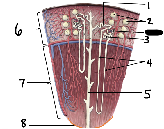 <p>Label structures 5-8</p>