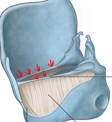 <p>Describe the Vocal Ligament</p>