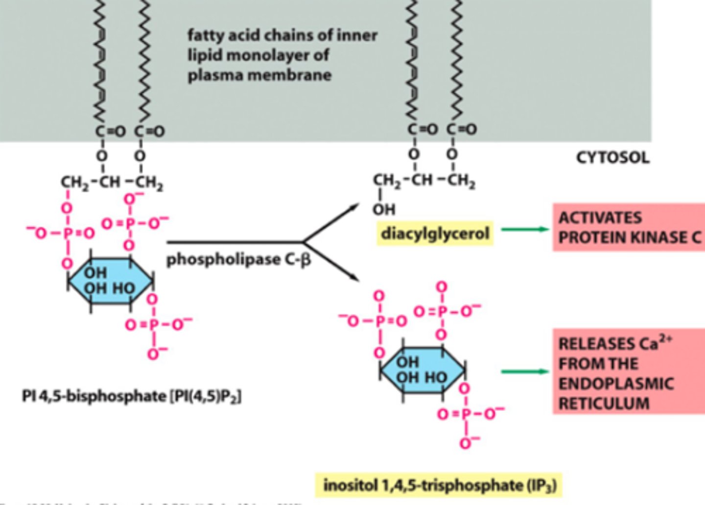 <p>Second messengers for cell signalling</p><p>- Diaacylglycerol activates protein kinase C</p><p>- IP3 Releases Ca2+ from the ER</p>
