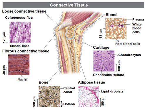 <ul><li><p>Loose</p></li><li><p>Fibrous</p></li><li><p>Bone</p></li><li><p>Adipose</p></li><li><p>Blood</p></li><li><p>Cartilage</p></li></ul>