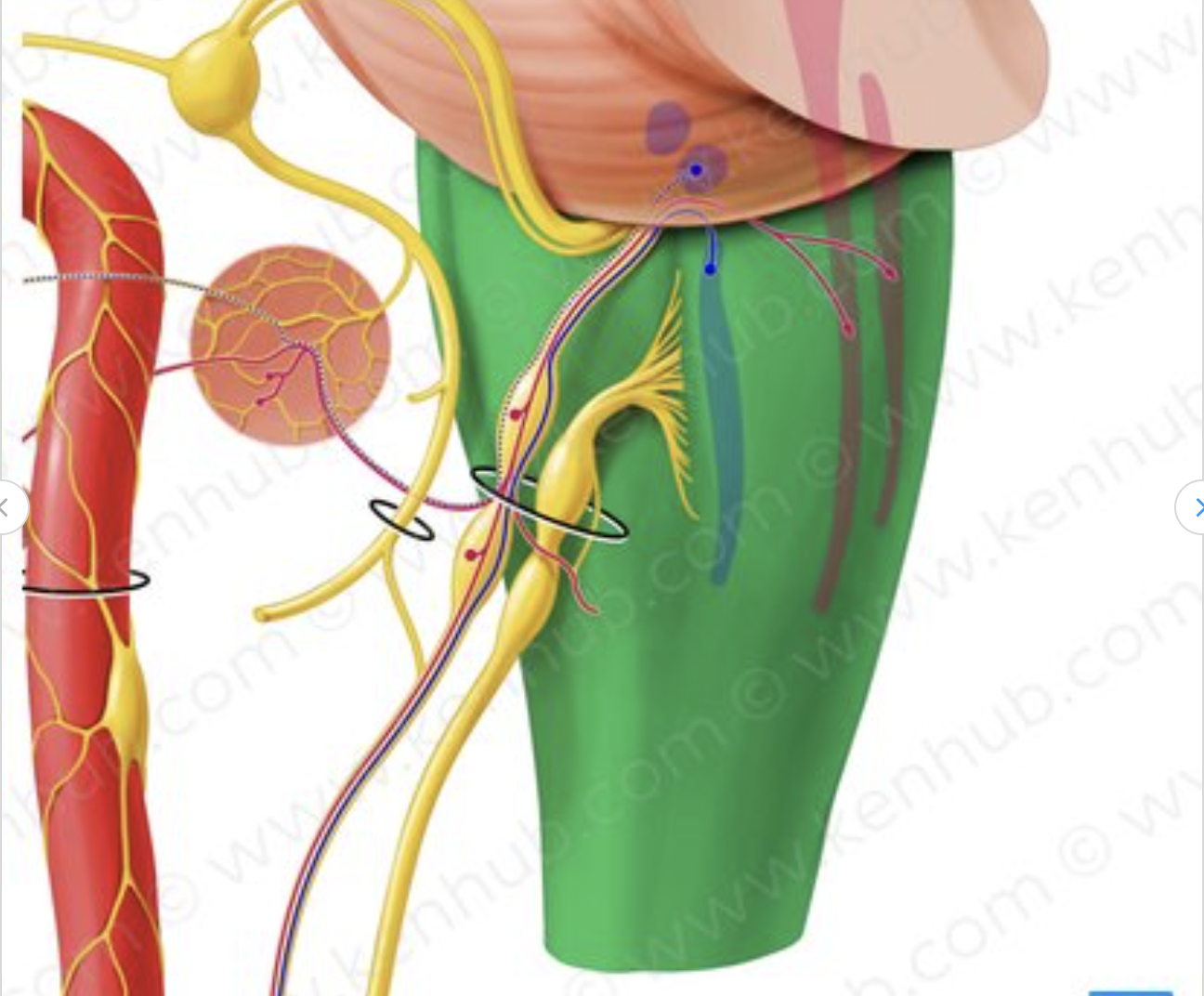 <p>what structure of the brain stem is that?</p>